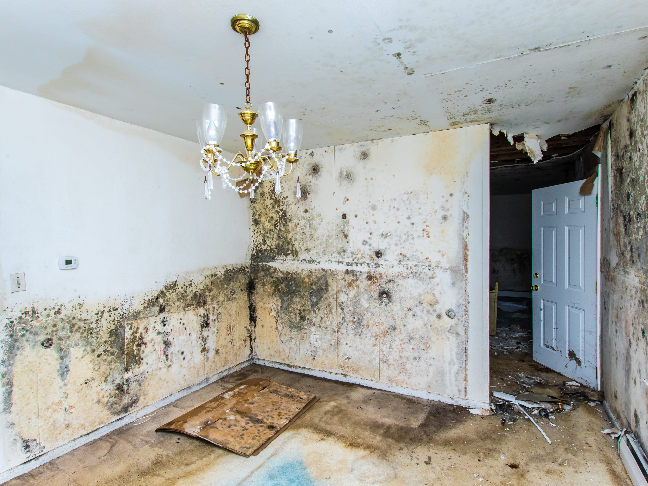 mold remediation